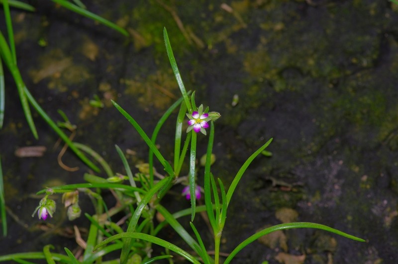 Salt Sandspurry photo 5