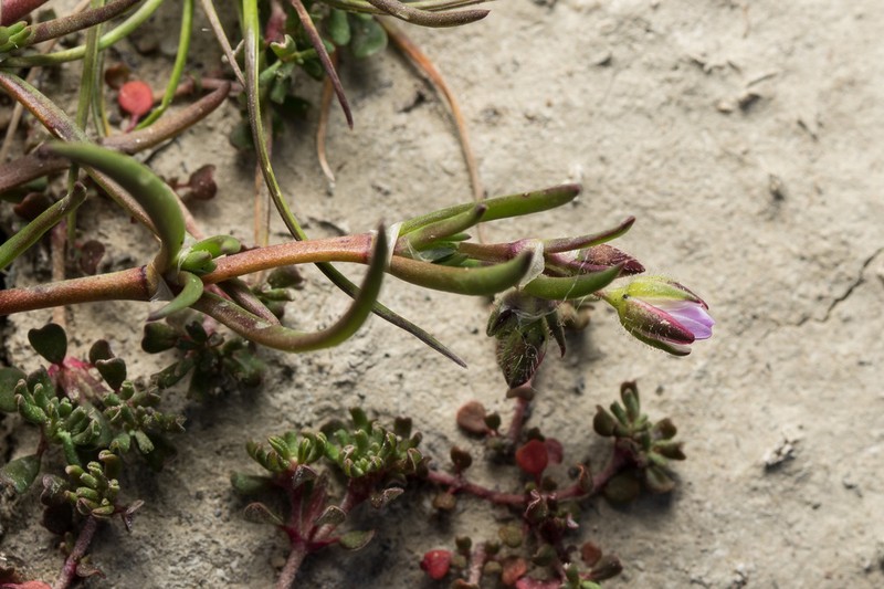 Salt Sandspurry photo 6