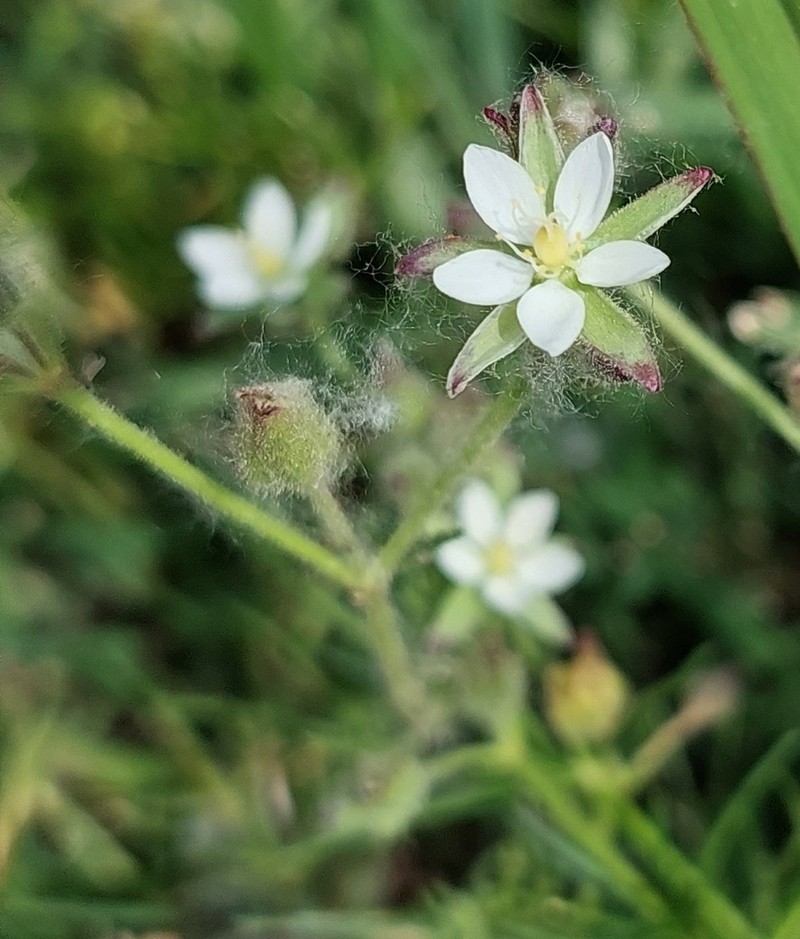Salt Sandspurry photo 7
