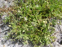 Salt Sandspurry