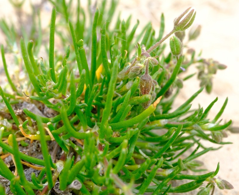 Spergularia namaquensis