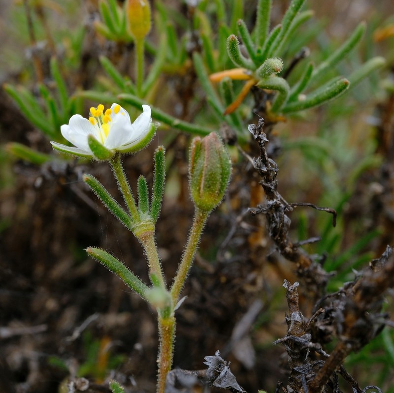 Spergularia namaquensis photo 2