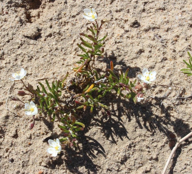 Spergularia namaquensis photo 3