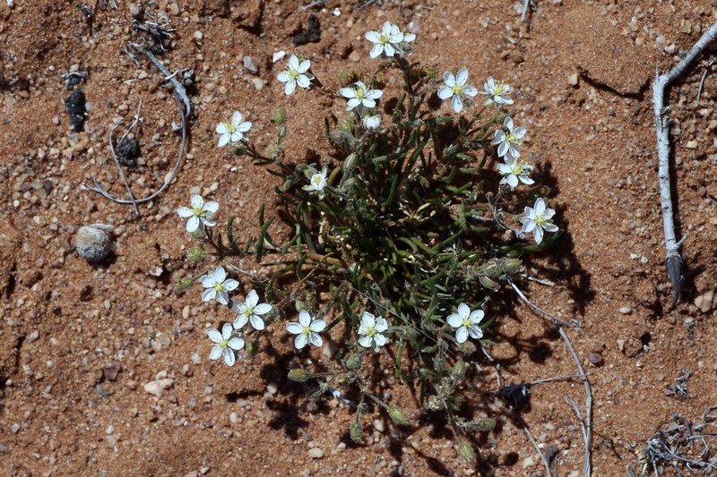 Spergularia namaquensis photo 4