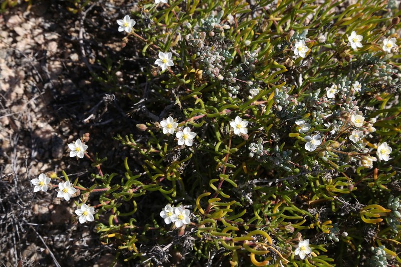 Spergularia namaquensis photo 5
