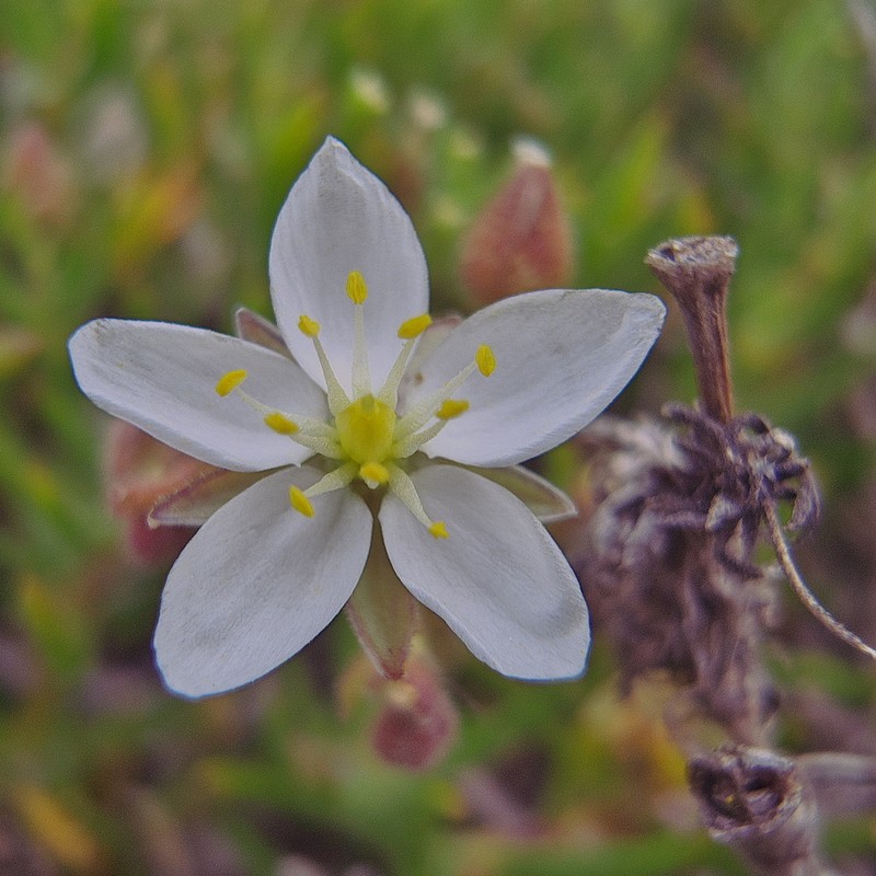 Spergularia namaquensis photo 6