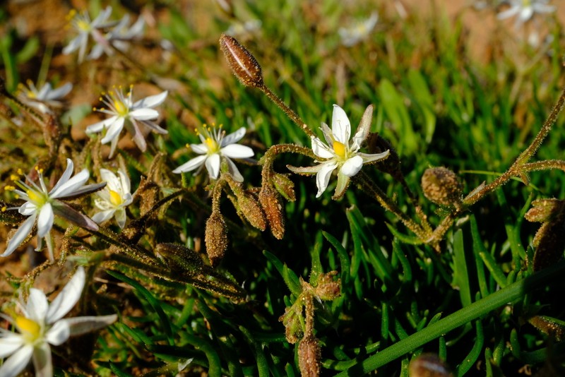 Spergularia namaquensis photo 7