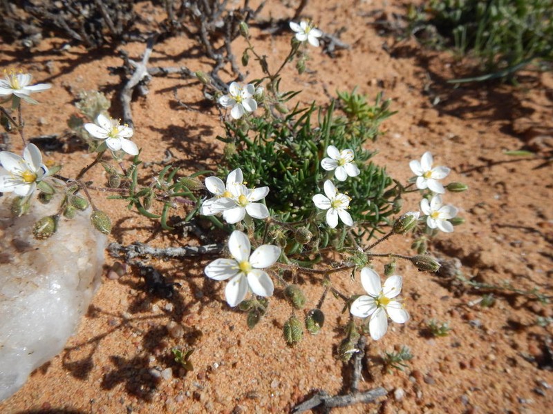 Spergularia namaquensis photo 8