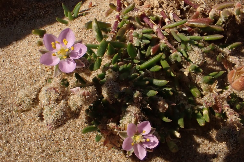 Red Sandspurry photo 2
