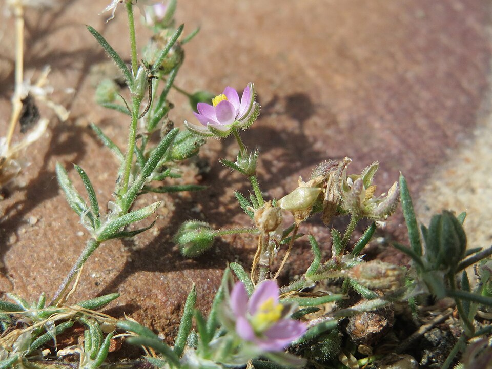 Red Sandspurry photo 5