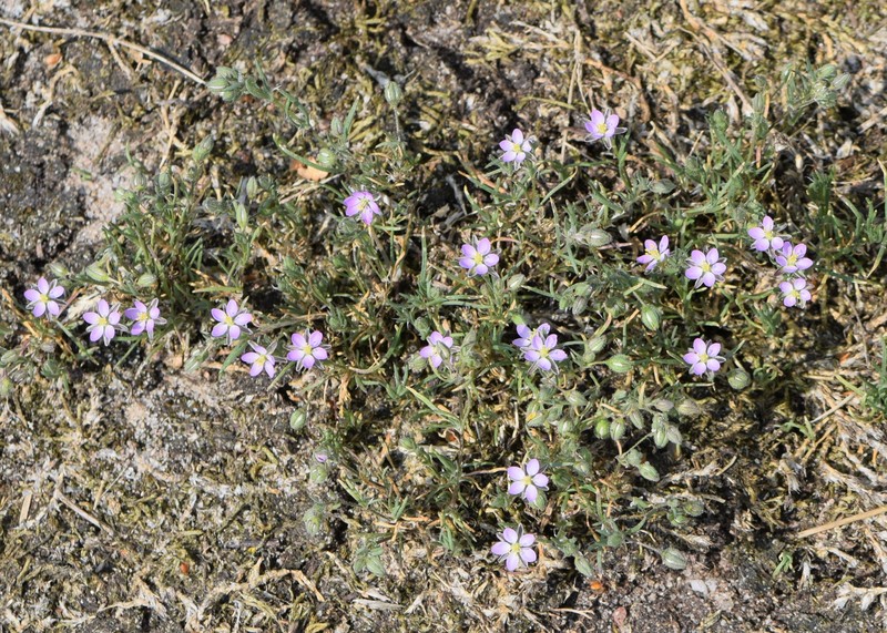 Red Sandspurry photo 3