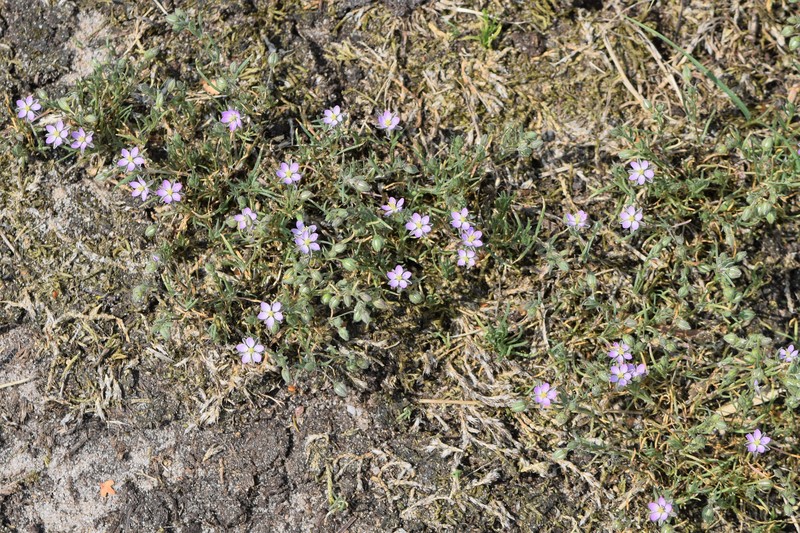 Red Sandspurry photo 4