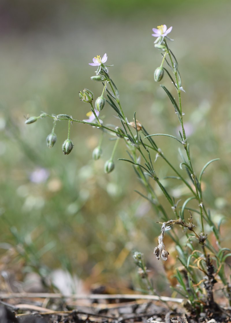 Red Sandspurry photo 6