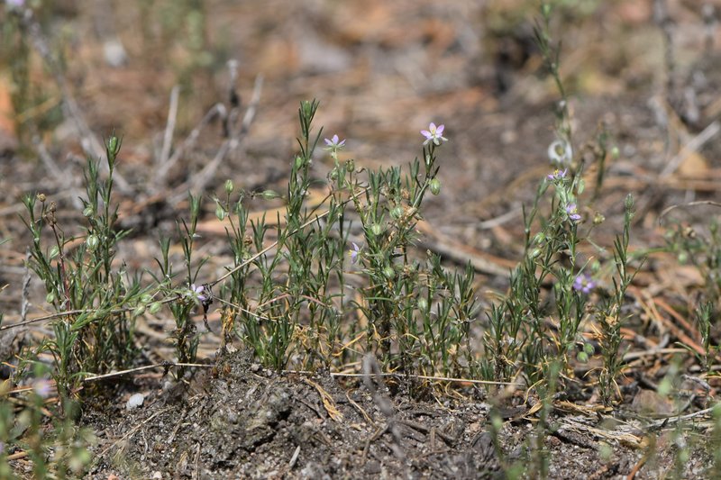 Red Sandspurry photo 7