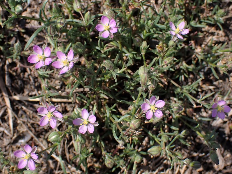 Red Sandspurry photo 8
