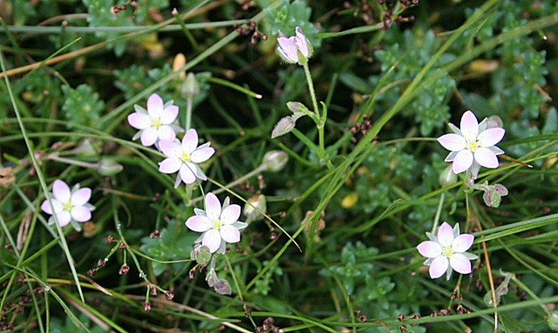 Salt Sandspurry photo 2