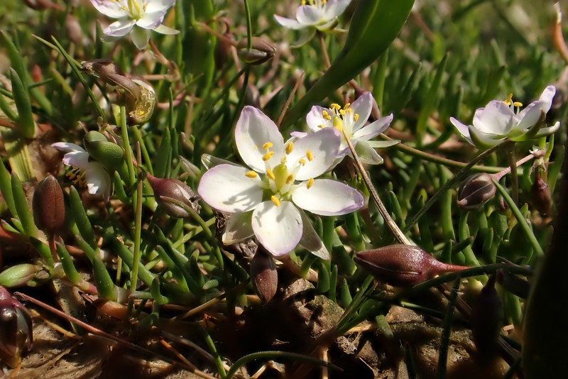 Salt Sandspurry photo 3