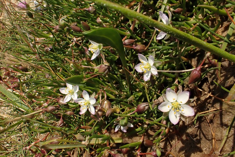Salt Sandspurry photo 4