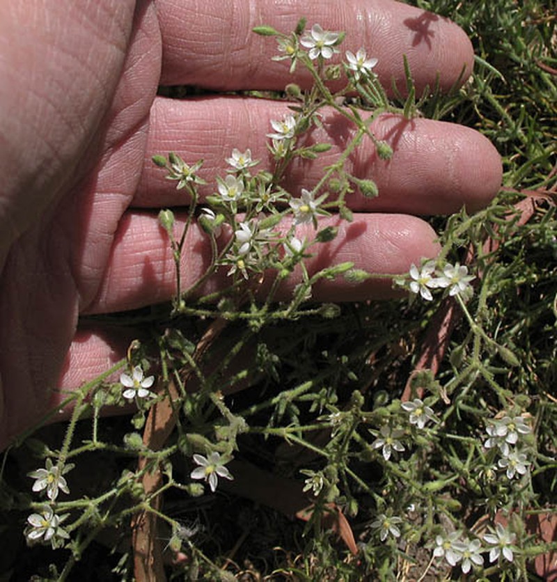 Hairy Sandspurry