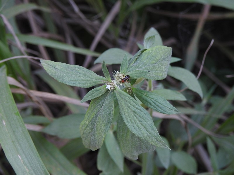 Spermacoce affinis photo 2