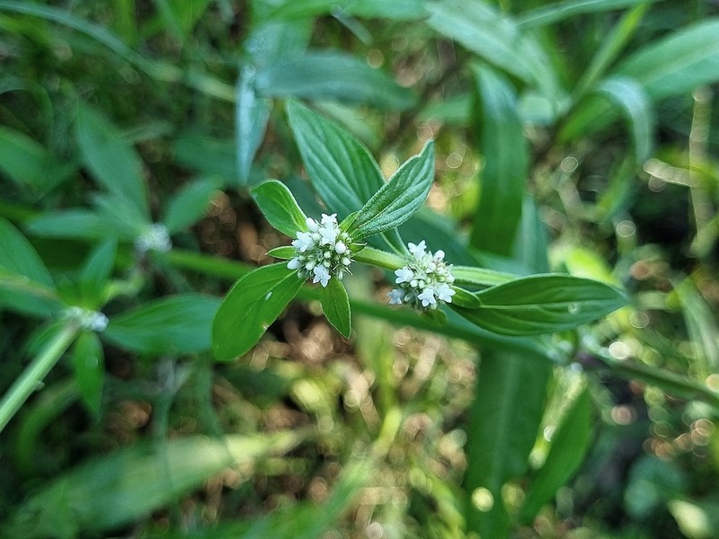 Spermacoce affinis photo 3