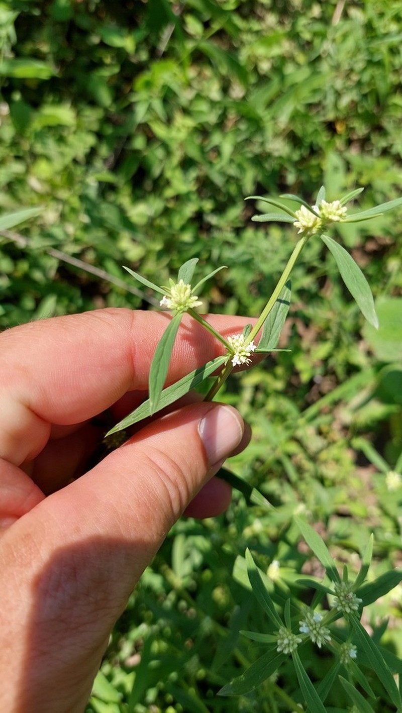 Spermacoce affinis photo 4