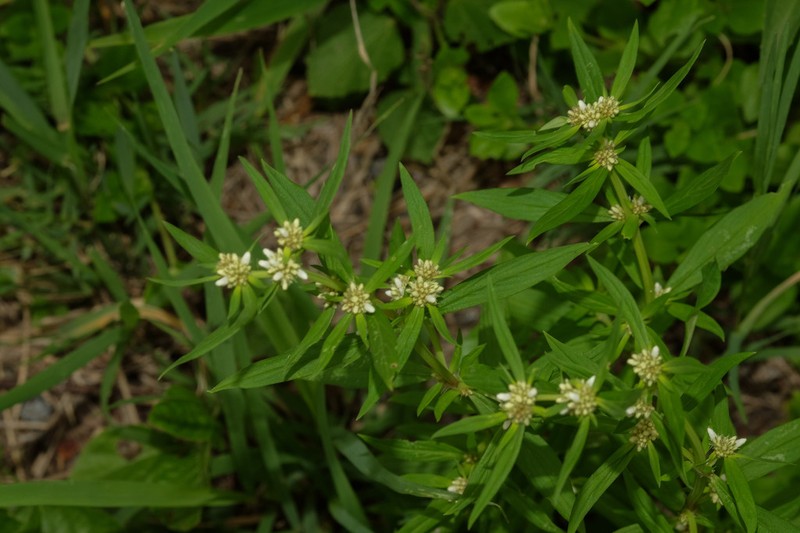 Spermacoce affinis photo 5