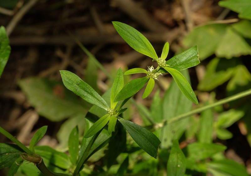 Spermacoce affinis photo 8