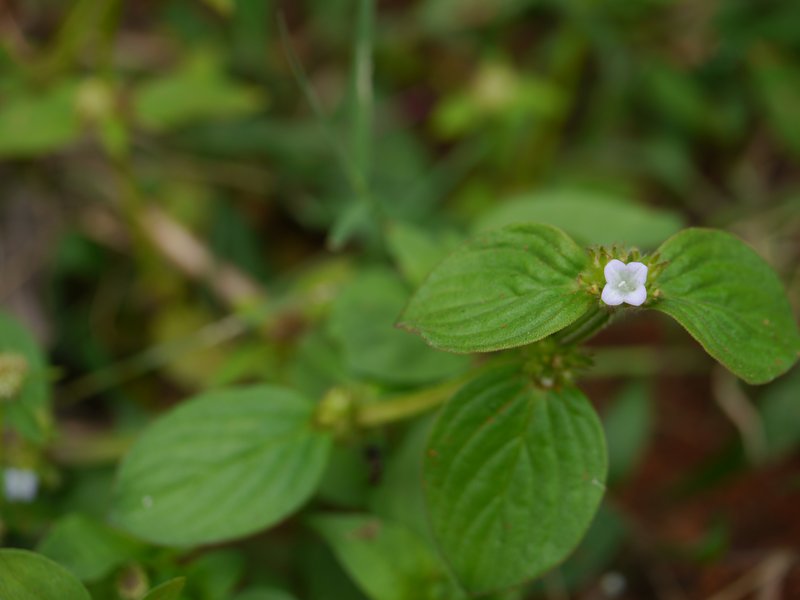 Winged False Buttonweed