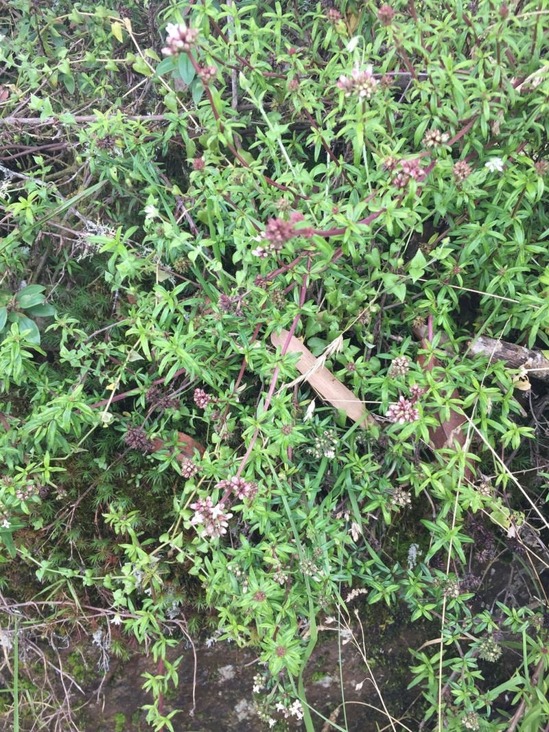 Everglades Key False Buttonweed