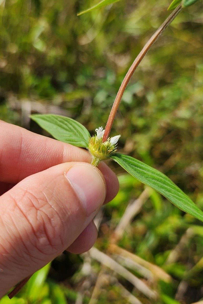 Everglades Key False Buttonweed photo 2
