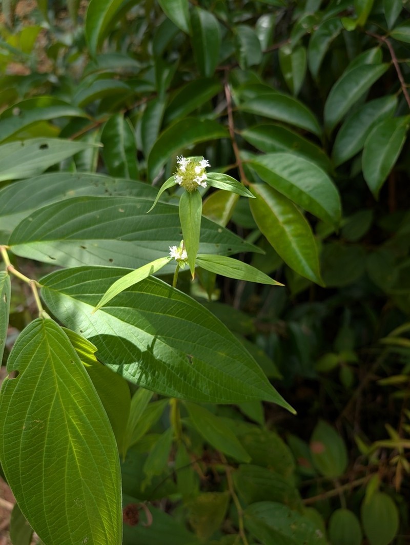 Everglades Key False Buttonweed photo 3