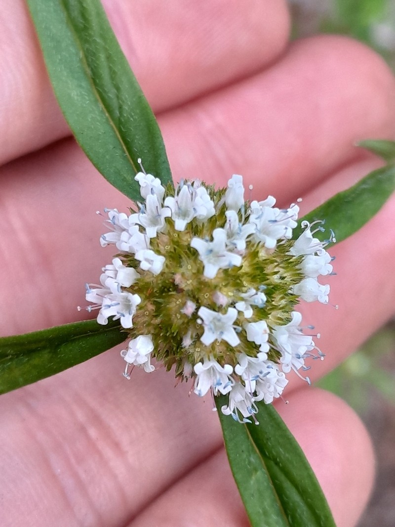 Everglades Key False Buttonweed photo 4
