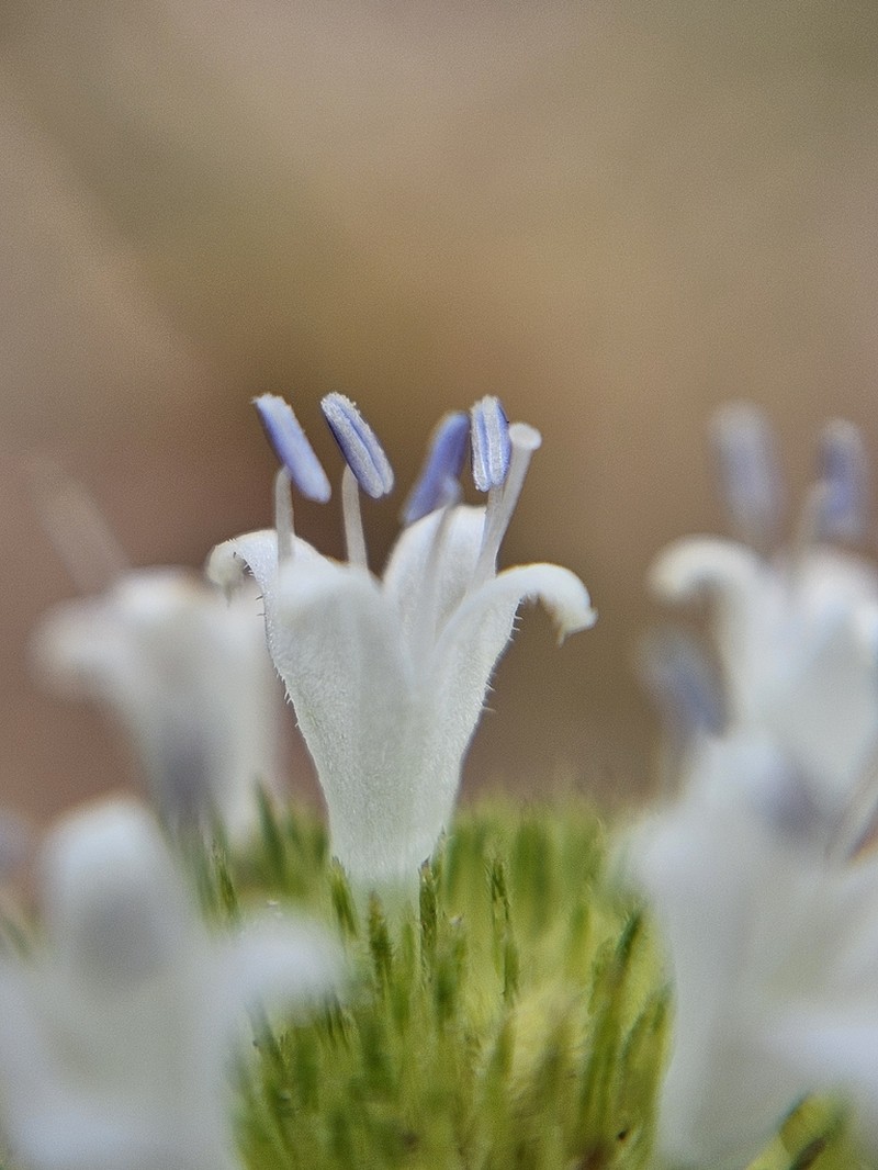 Everglades Key False Buttonweed photo 5