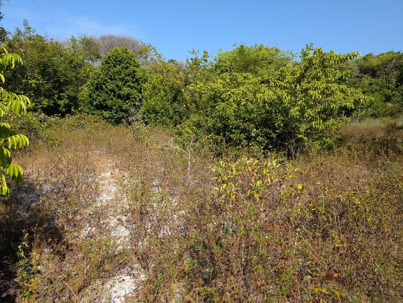 Everglades Key False Buttonweed photo 6