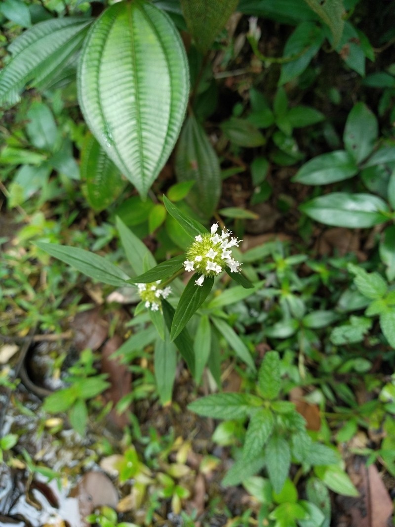 Everglades Key False Buttonweed photo 7