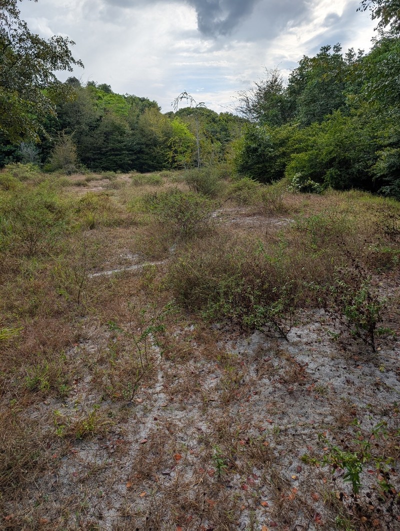 Everglades Key False Buttonweed photo 8