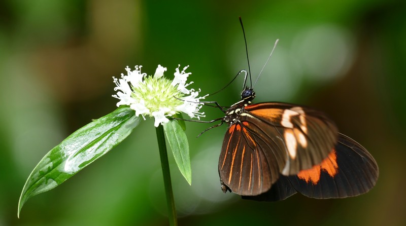 Baldhead False Buttonweed