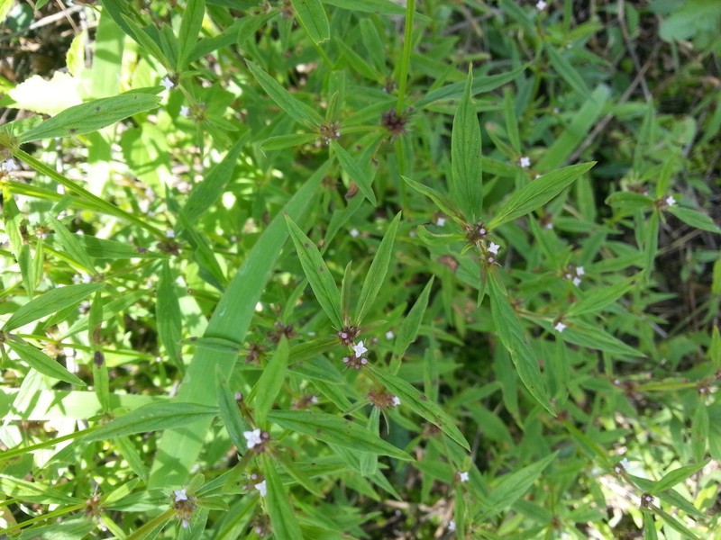 River False Buttonweed