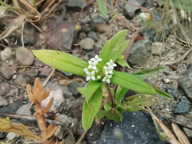 River False Buttonweed photo 2