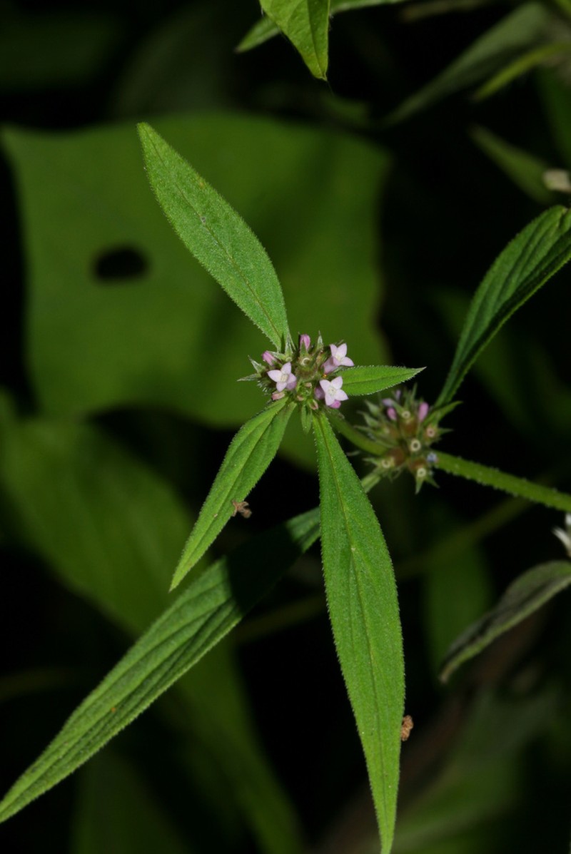 River False Buttonweed photo 3