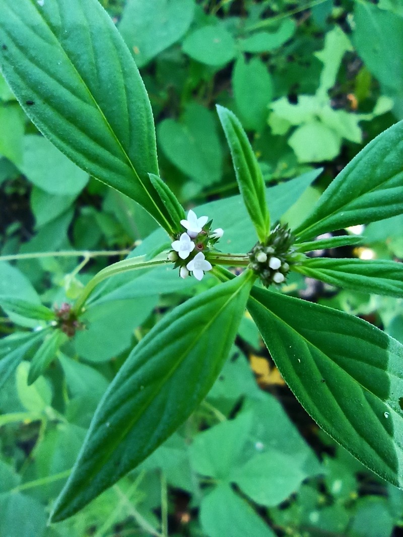 River False Buttonweed photo 4