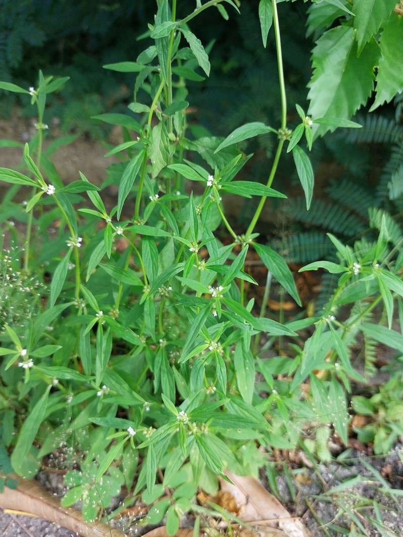 River False Buttonweed photo 5