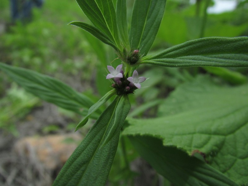River False Buttonweed photo 6