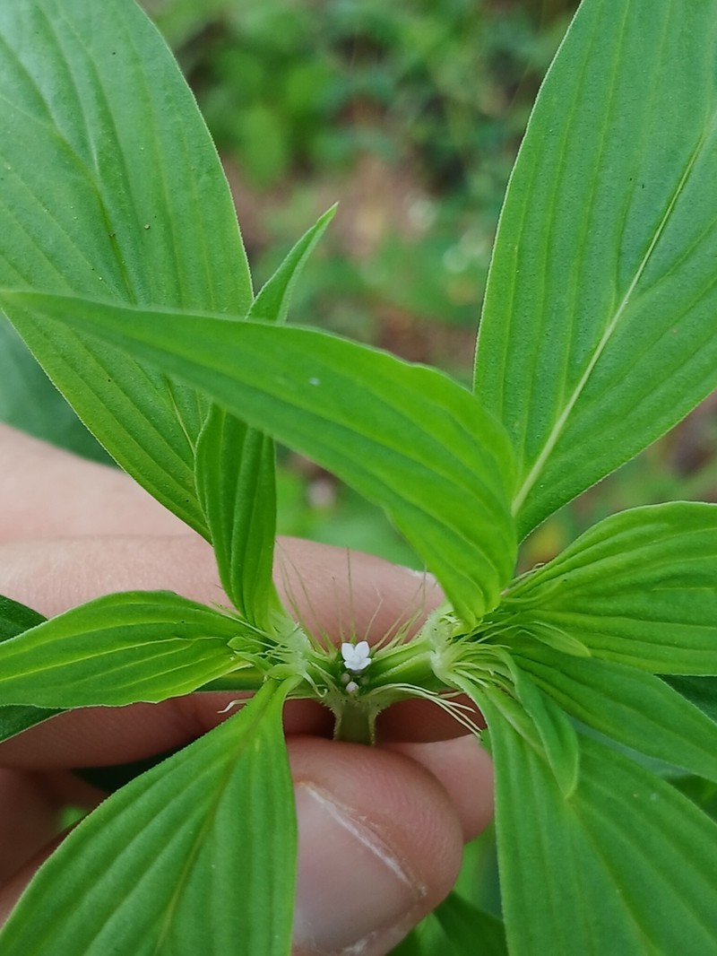 River False Buttonweed photo 7