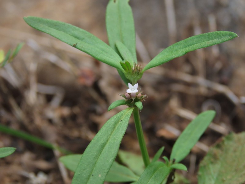River False Buttonweed photo 8
