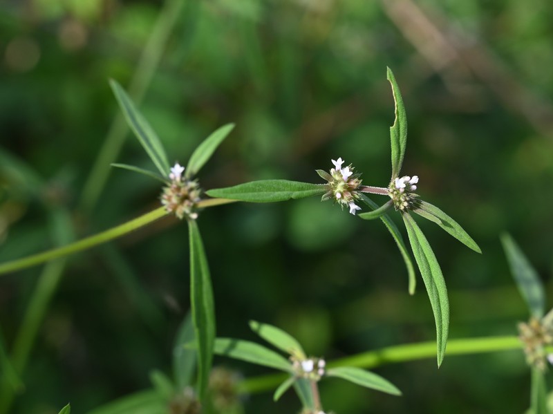River False Buttonweed