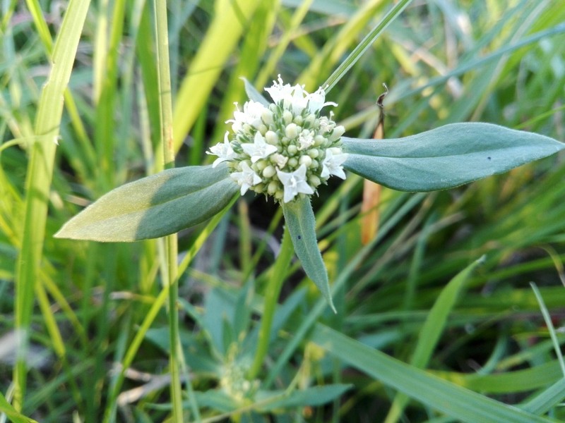 Bouquet False Buttonweed