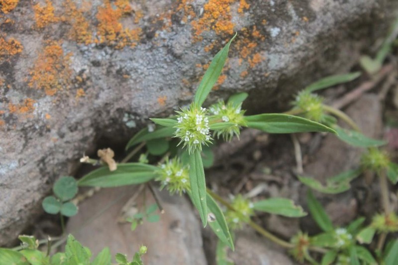 Bouquet False Buttonweed photo 3