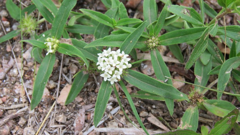 Bouquet False Buttonweed photo 5